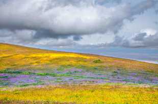 Hills of wildflowers-0666 Hills of wildflowers-0666